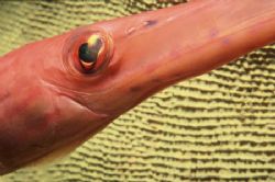 Have you ever seen a Trumpet Fish so close up? It was a l... by Alice Lee 